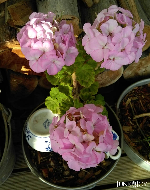 pinkgeranium
