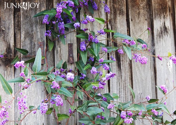 hardenbergia.jpg