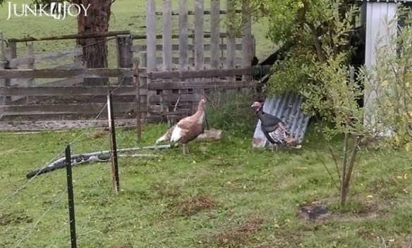 turkeys1