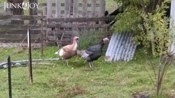 turkeys2