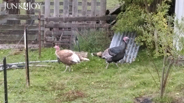 turkeys3
